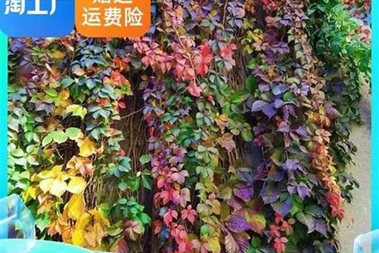 绿意盎然：盆栽爬山虎的培育秘籍