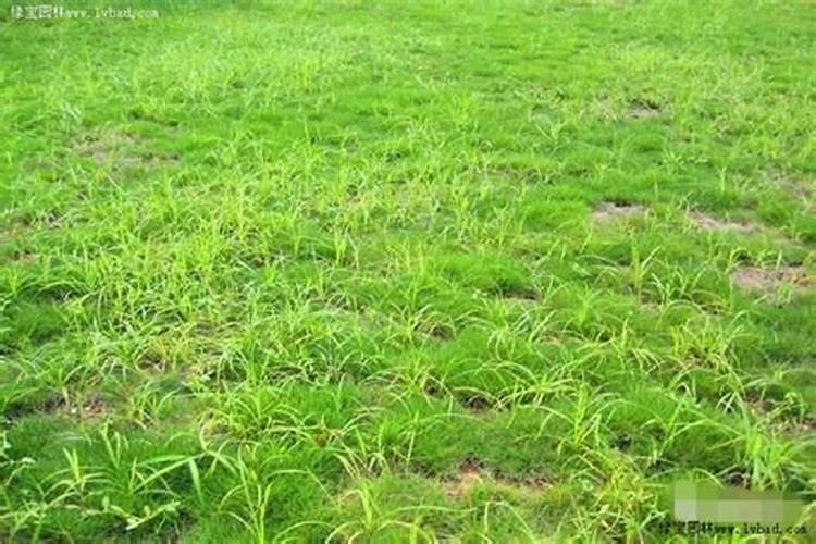 谁知道莎草科杂草的具体防治方法？