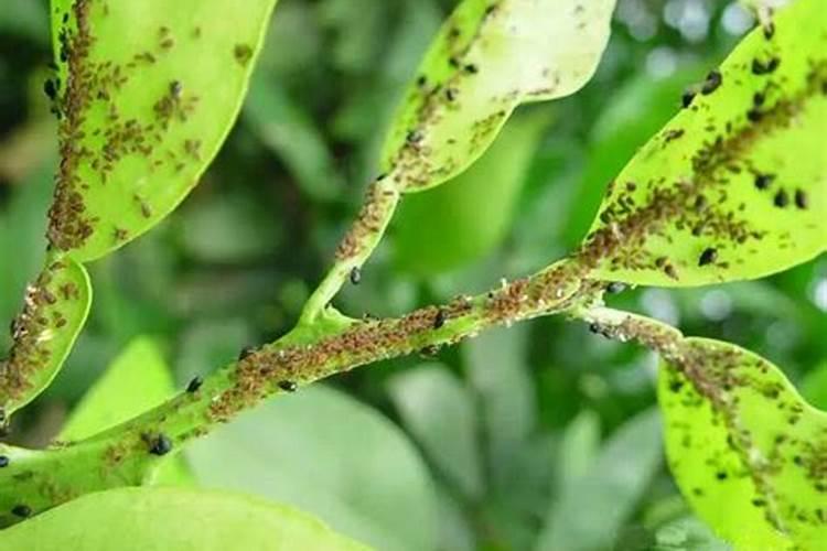 守护绿意盎然：高效防治柑桔蚜虫的用药智慧