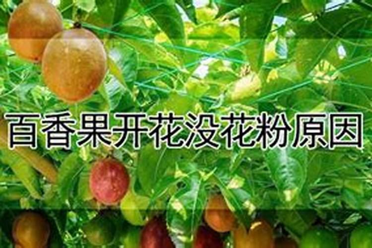 百香果开花没花粉原因
