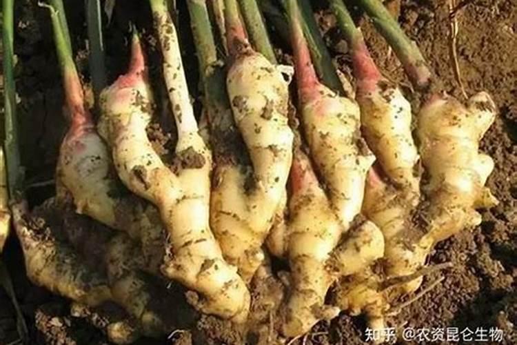 姜地打什么叶面肥效果最好？