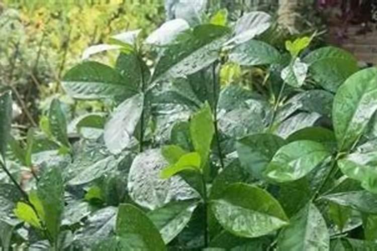 大棚养花盆土干但植株绿油油的原因？