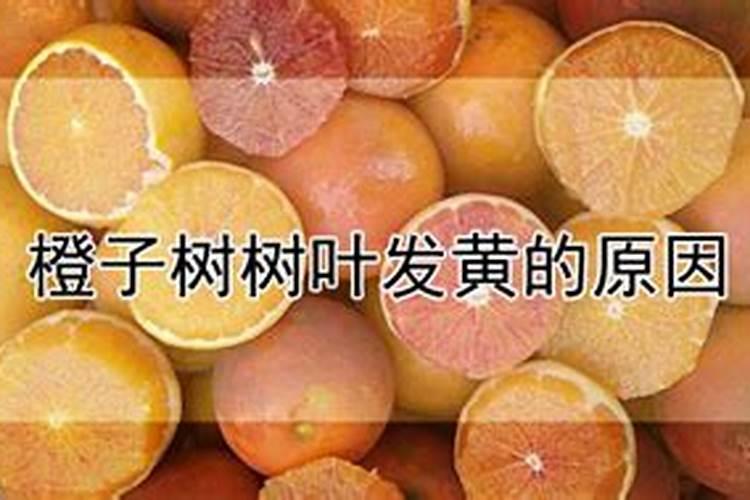 橙子树树叶发黄的原因