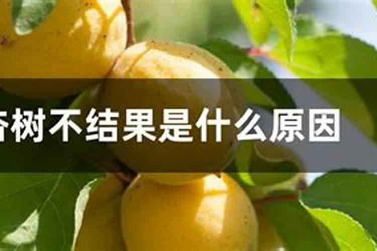 杏树不结果的原因是什么？