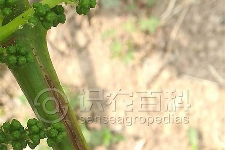 战胜葡萄蔓割病：有效防治策略与药剂选择