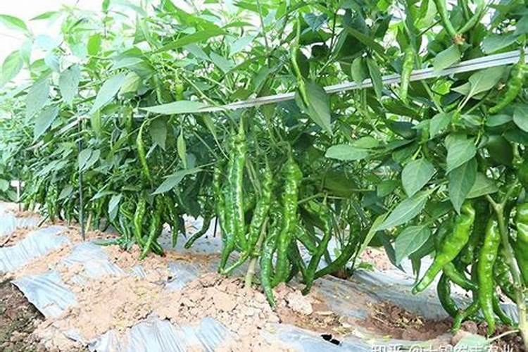大棚辣椒怕疫病要重视防治