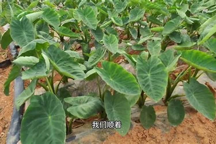 掌握关键时期：芋头施肥全攻略