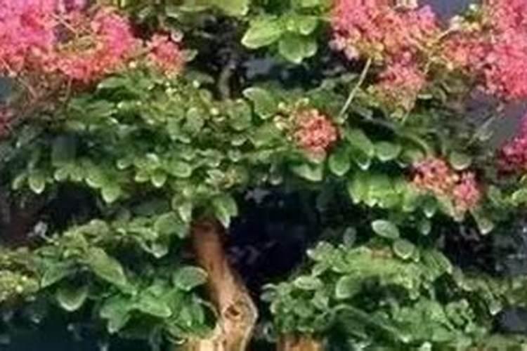 紫荆花叶片发黄的原因是什么