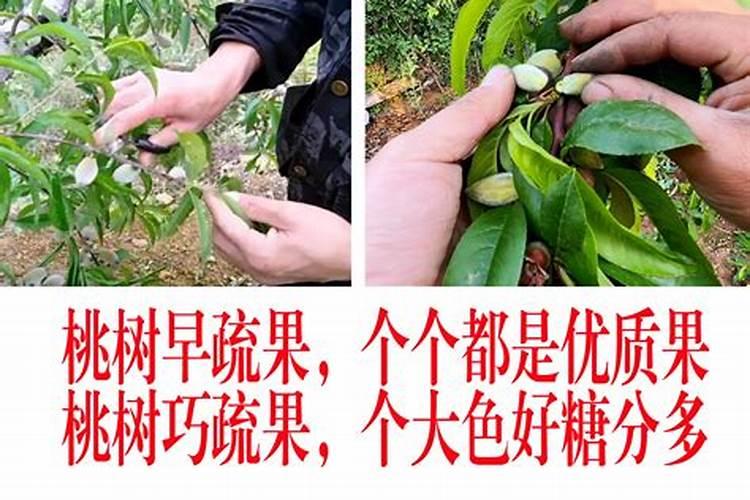 桃树怎样进行配方施肥，桃树配方施肥方法？