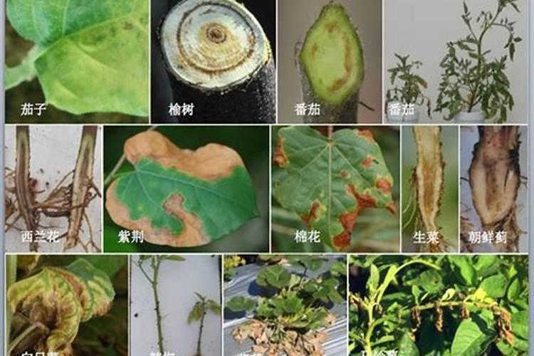 草莓萎黄病的症状