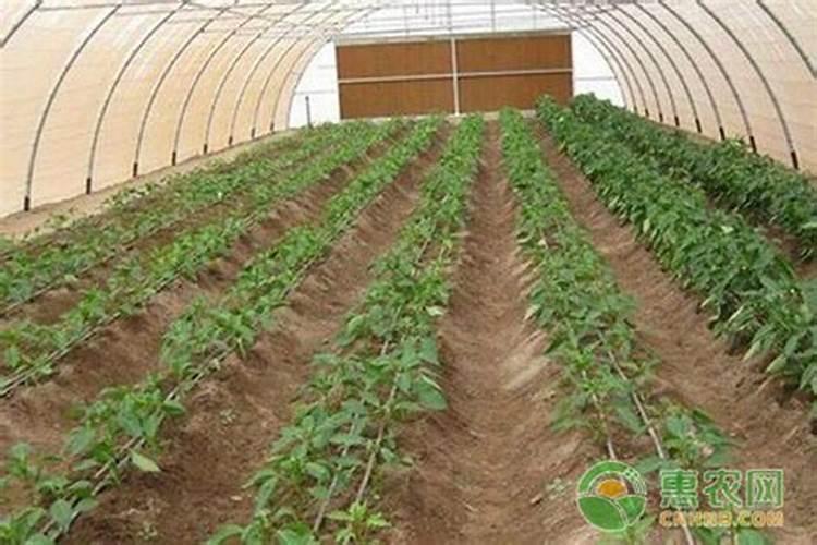 科学用药：大棚蔬菜种植的绿色盾牌