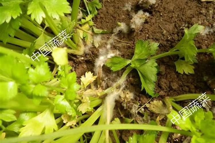 日光温室秋冬芹菜病虫害防治方法？