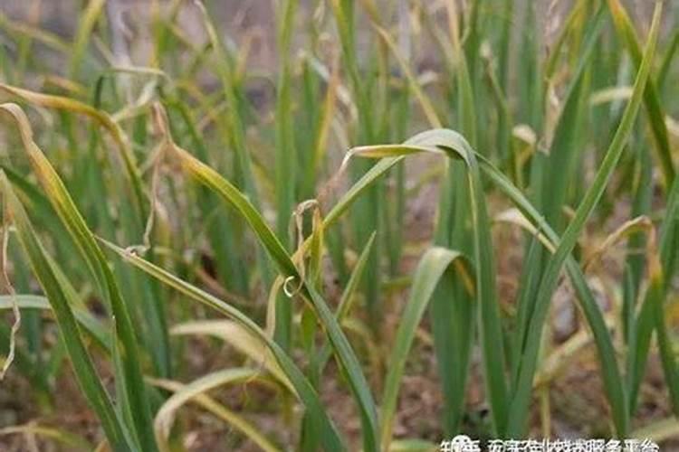 大蒜叶子干枯什么原因引起的？