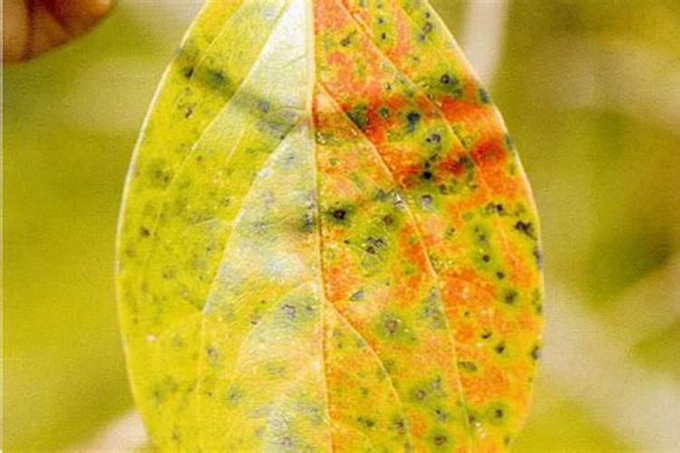 柿子角斑病防治：策略与实践