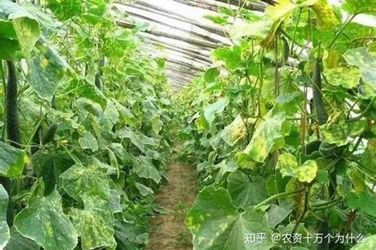 大棚黄瓜霜霉病的无公害防治