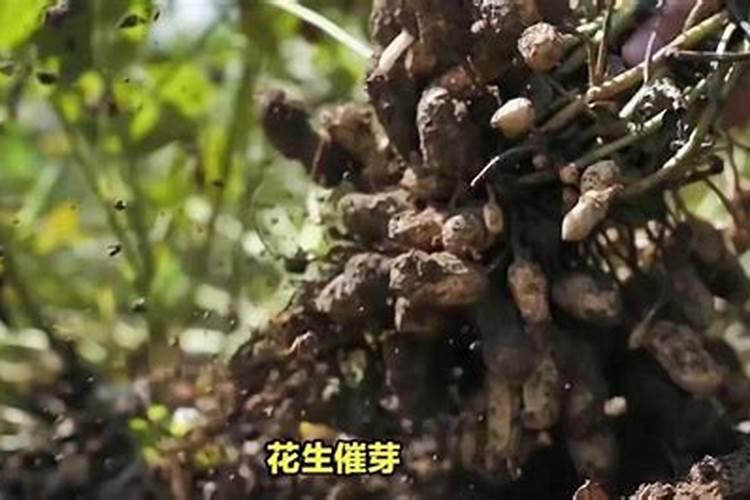 花生催芽最合理的方法