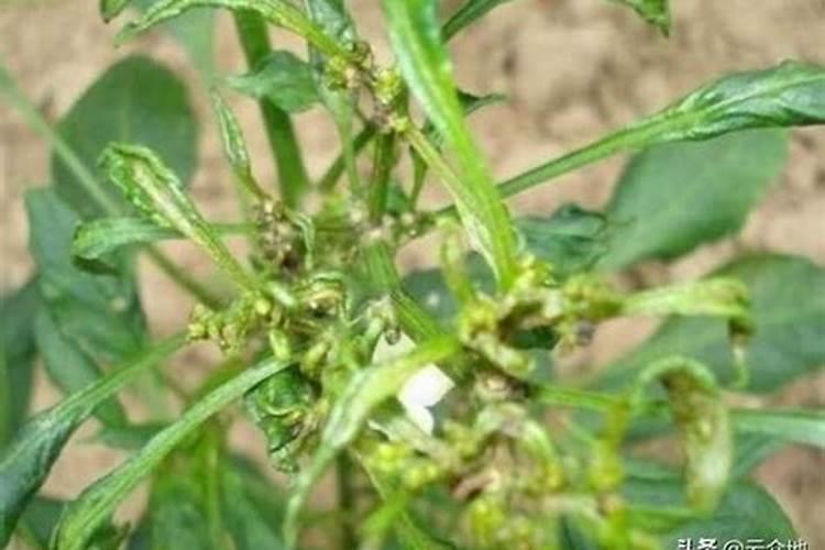 辣椒病毒病发生症状及预防措施