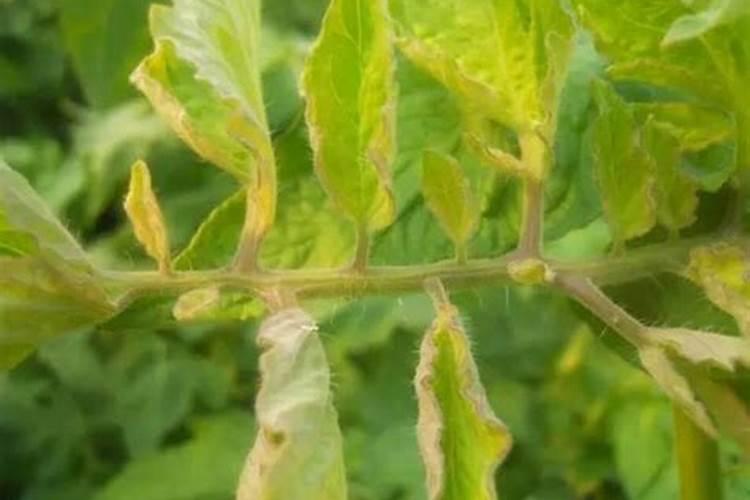 果树缺乏磷的症状表现？