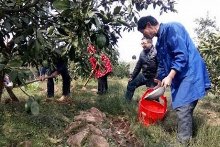 柑橘滋养之道：施肥的智慧与技巧