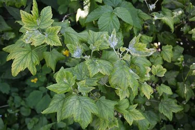 揭秘人参炭疽病的克星：有效防治药物全解析
