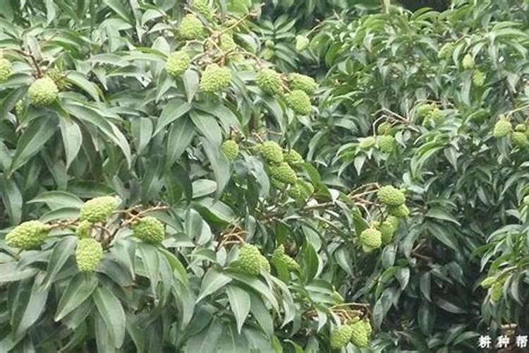 荔枝衰退树怎么办？施肥是关键