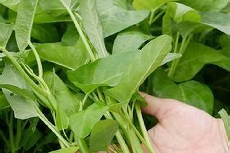 绿意盎然：探索空心菜高产栽培的新技术