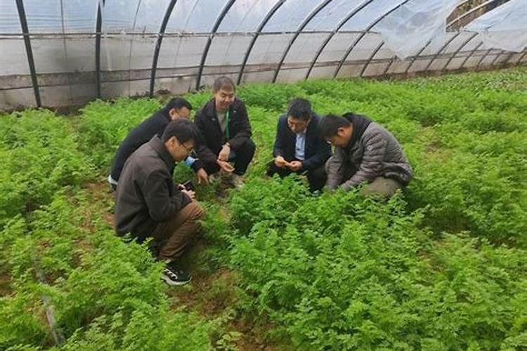 种子的守护者：蔬菜种植中的农药浸种技术