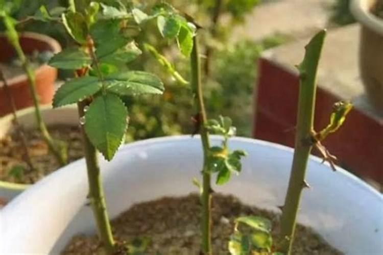 揭秘蔷薇秋季扦插的五大技术要点