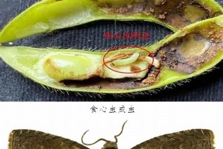 战胜农田小敌：全面防治大豆食心虫策略