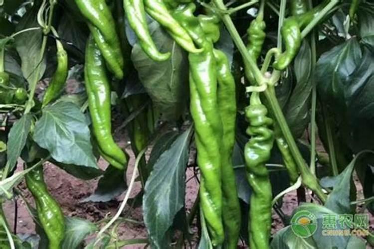 辣椒霜霉病防治宝典：药物选择与应用全解析