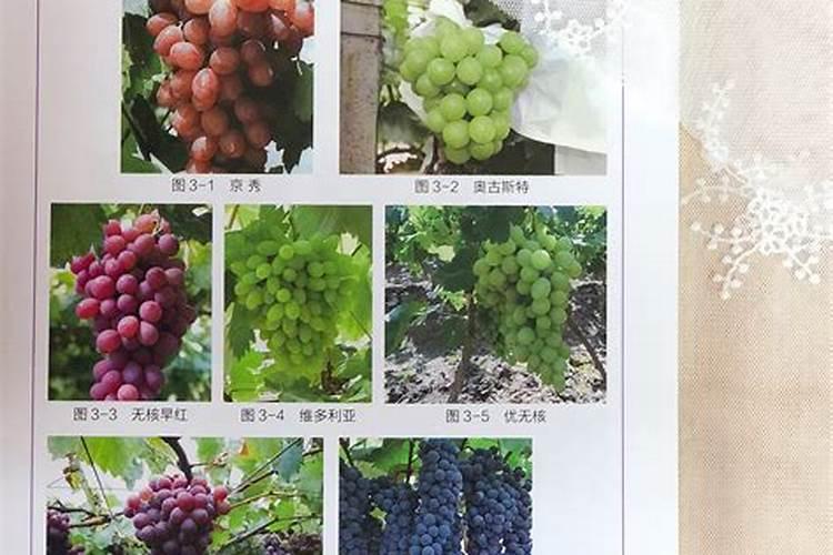 葡萄科学管理要点