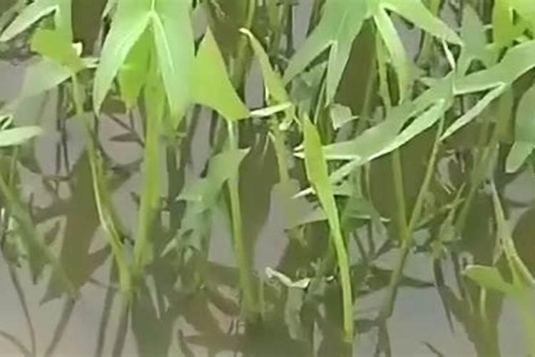 揭秘：如何有效控制慈姑旺长未结球的问题？