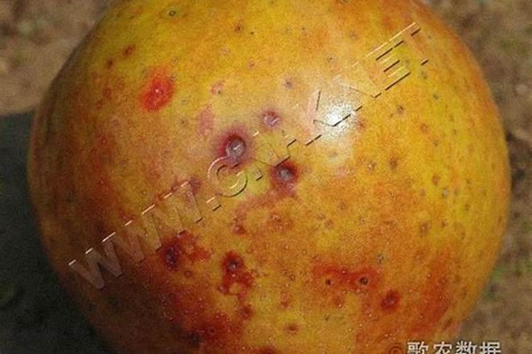 战胜果园之患：套袋果实黑点病的农药预防全策略