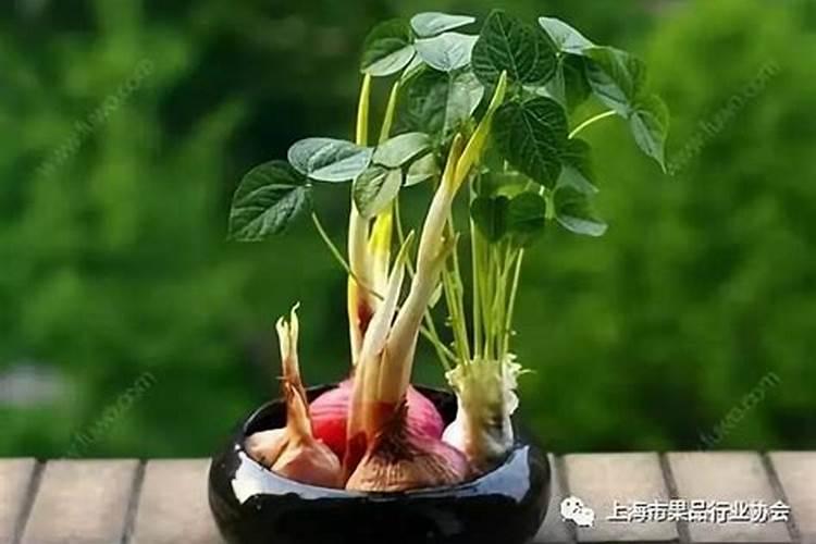 种植红毛丹前如何播种催芽？