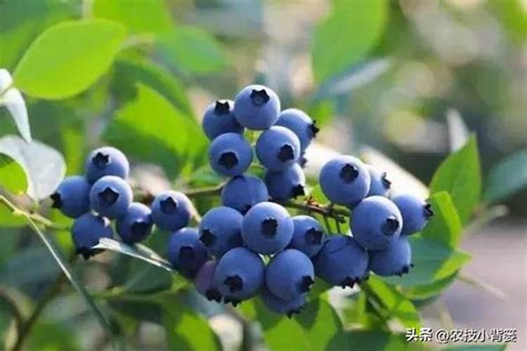 家中种植蓝莓指南与营养价值解析
