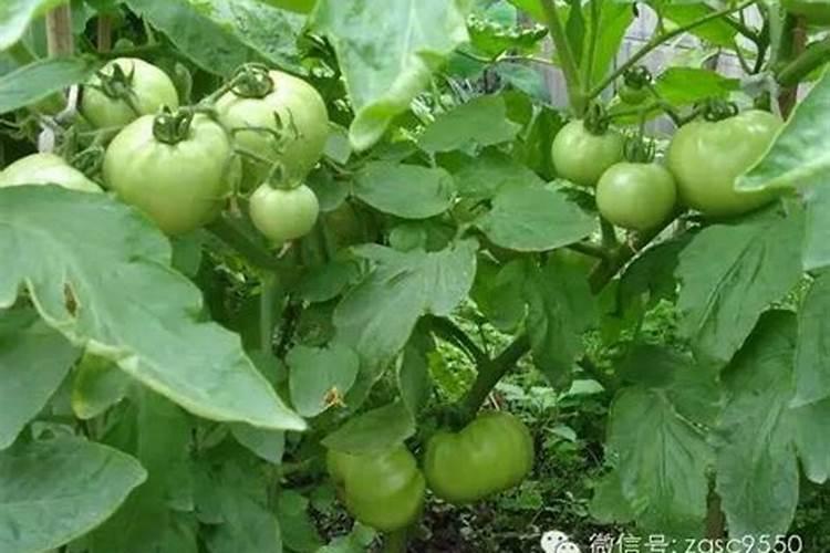 提高番茄坐果率技术