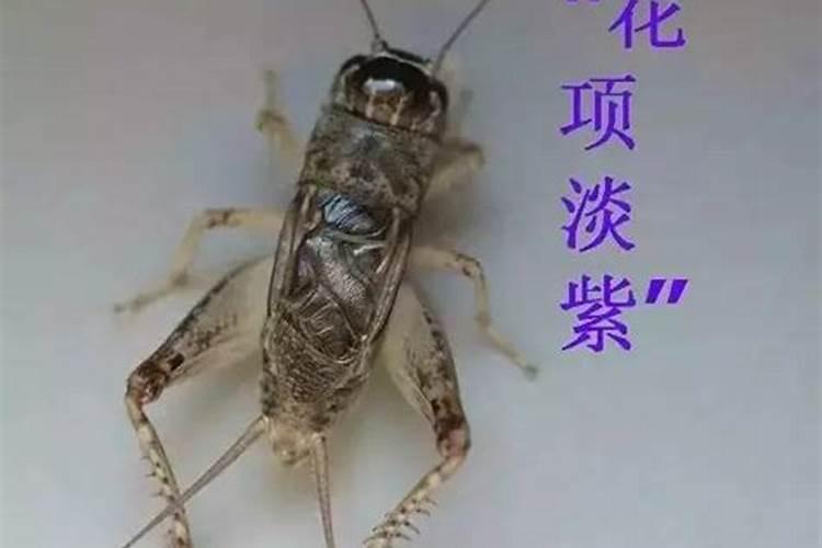 油菜田蟋蟀选什么农药来诱杀？