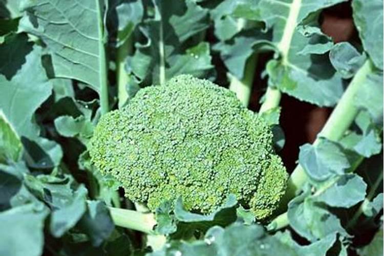 绿意盎然：掌握西兰花的施肥技术，收获健康美味