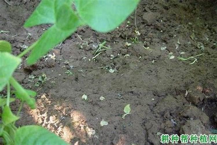 大棚豆角落花落荚是什么原因引起的？
