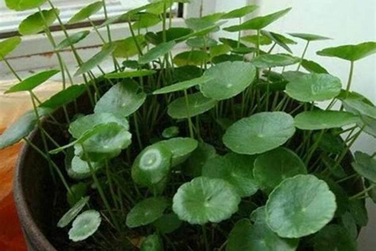 绿意盎然：铜钱草的肥料选择与养护秘籍