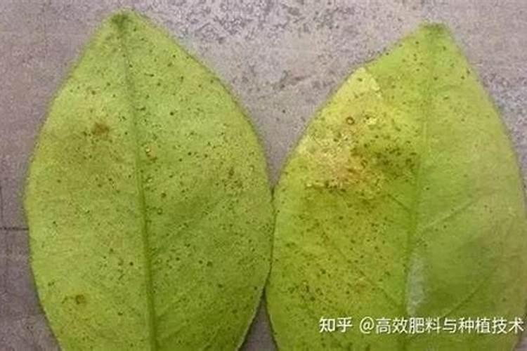 柑橘黄斑病的克星：探索特效药物的世界