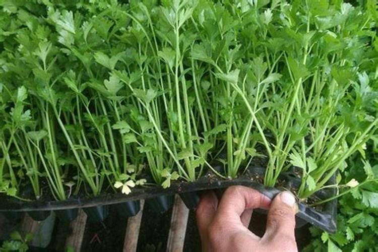 揭秘：如何有效实施芹菜种子催芽技术以提高出苗率和生长质量？
