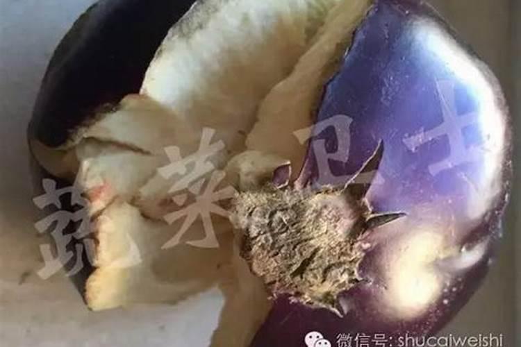 茄子裂果有哪些原因？