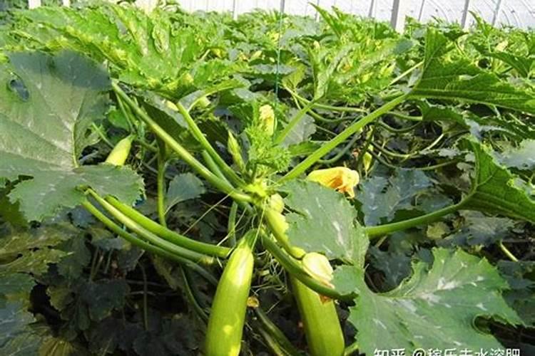 大棚西葫芦高效栽培：多项措施确保硕果累累？