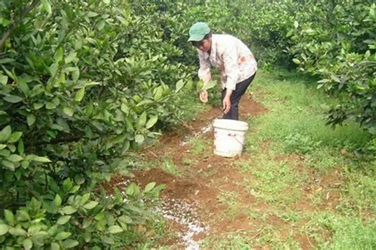 秋季果园施肥管理的关键策略