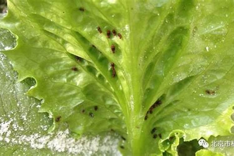 绿色守护：生菜蚜虫防治与农药使用全攻略