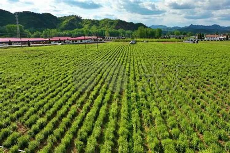 绿色金矿：探索高利润药材种植的奥秘