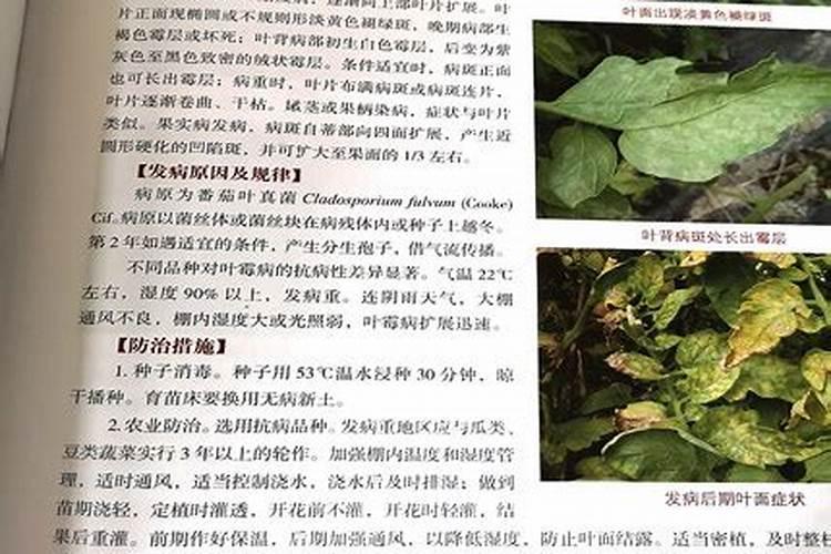 秋季青花菜栽培技术与病虫害综合防治策略