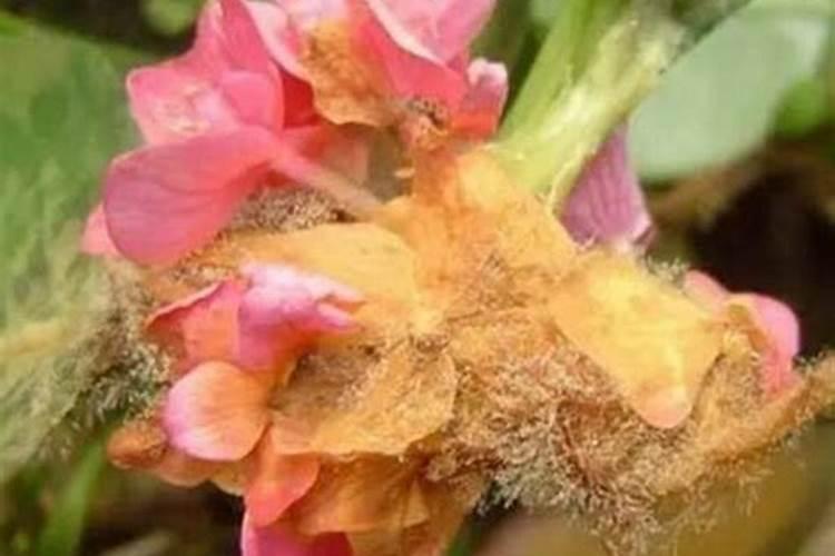 揭秘仙客来灰霉病：识别与防治的关键知识