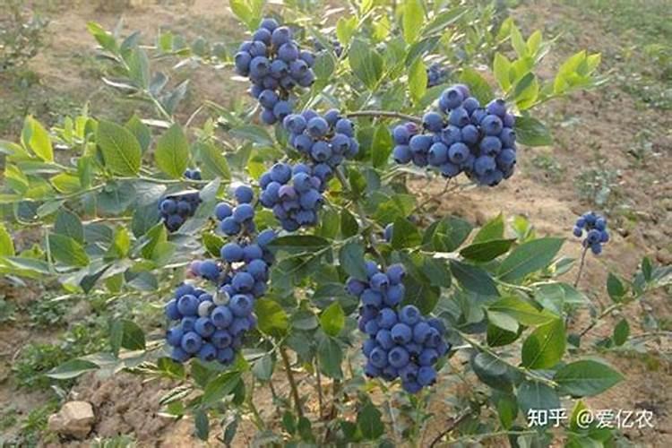盆栽蓝莓怎么种植，盆栽蓝莓的种植方法？